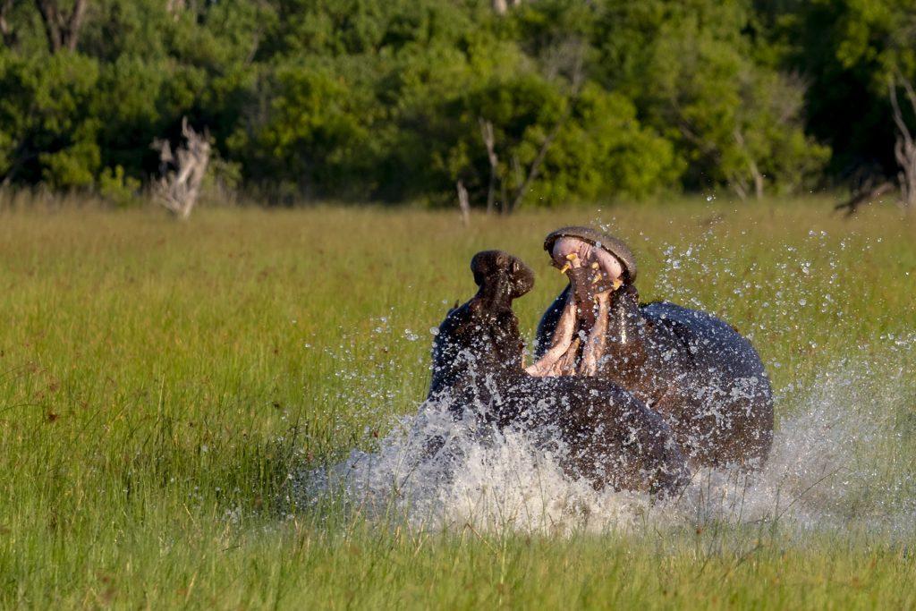 Fighting Hippo