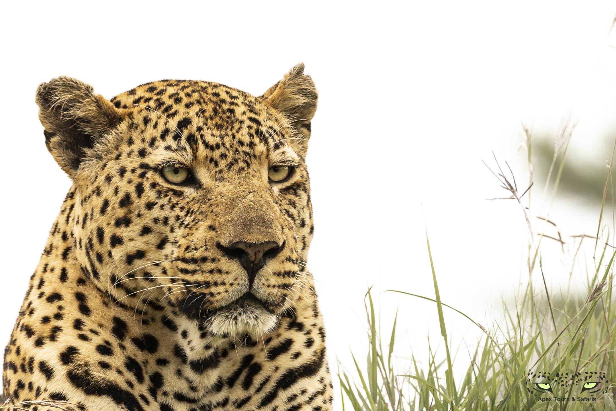 Male Leopard at rest