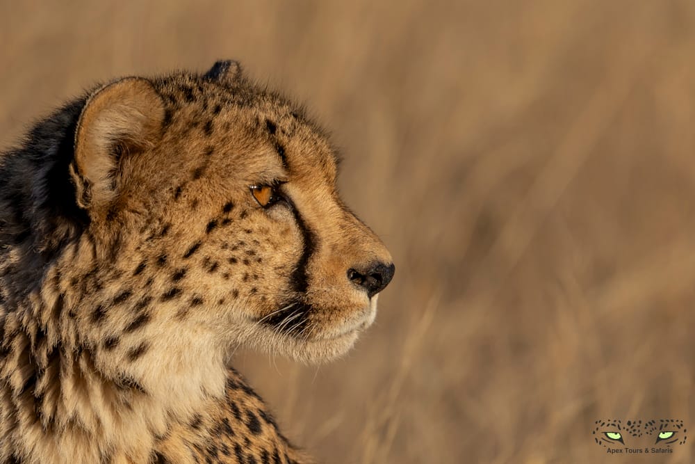 Farr off stare of a Cheetah